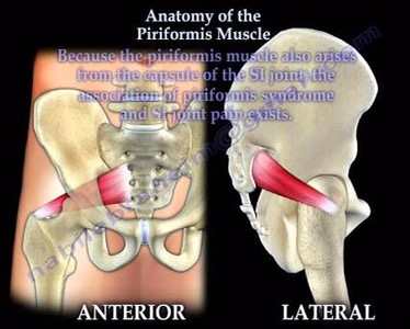 Anatomy of PIRIFORMIS muscle