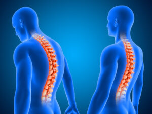Spinal Cord - Physioheal