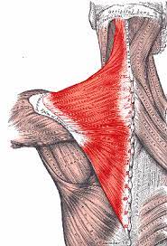 Trapezitis - Physioheal Physiotherapy