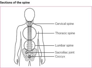 Back Pain - Physioheal Physiotherapy