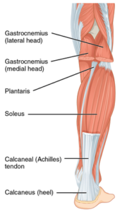 Calf Strain - Physioheal Physiotherapy
